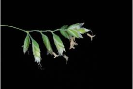 Attēlu rezultāti vaicājumam “Poa pratensis”