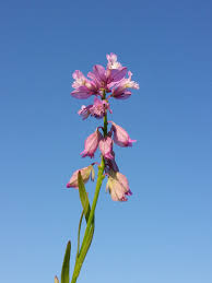 Attēlu rezultāti vaicājumam “Polygala comosa flower”