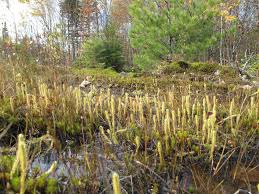 Attēlu rezultāti vaicājumam “Lycopodiella inundata”