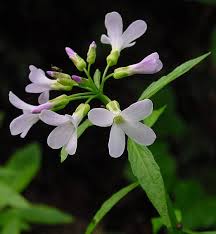 Attēlu rezultāti vaicājumam “Cardamine bulbifera”