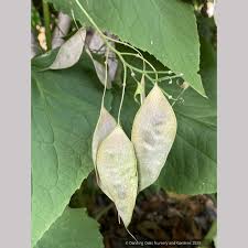 Attēlu rezultāti vaicājumam “Lunaria rediviva bud”