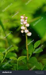 Attēlu rezultāti vaicājumam “Pyrola minor bud”