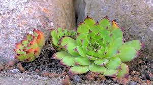 Image result for echtes Hauswurz