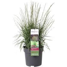 Attēlu rezultāti vaicājumam “Molinia caerulea fruit”