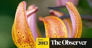 Attēlu rezultāti vaicājumam “Lilium martagon fruit”