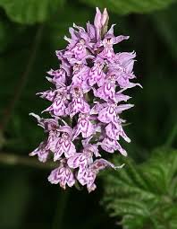 Attēlu rezultāti vaicājumam “Dactylorhiza fuchsii”