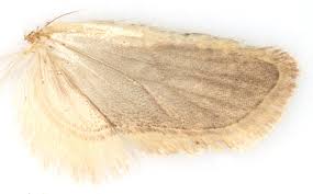 Attēlu rezultāti vaicājumam “Agonopterix heracliana”