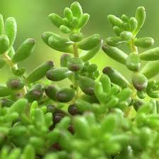 Image result for Sedum album `Coral Carpet`