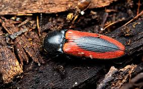 Attēlu rezultāti vaicājumam “Ampedus sanguinolentus”