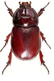 Attēlu rezultāti vaicājumam “Oryctes nasicornis male”