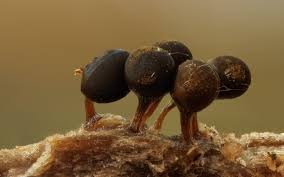 Attēlu rezultāti vaicājumam “Trichia sp.”