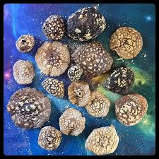 Attēlu rezultāti vaicājumam “Amanita regalis”