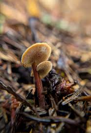 Attēlu rezultāti vaicājumam “Auriscalpium vulgare”