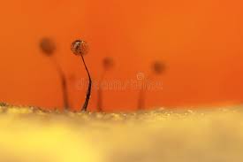 Attēlu rezultāti vaicājumam “Physarum murinum macro”