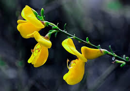 Attēlu rezultāti vaicājumam “Cytisus scoparius flower”