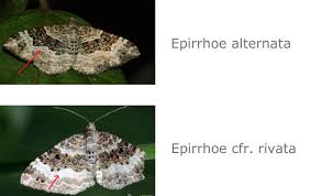 Attēlu rezultāti vaicājumam “Epirrhoe alternata”