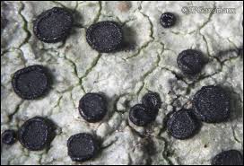 Attēlu rezultāti vaicājumam “Lecidella elaeochroma”