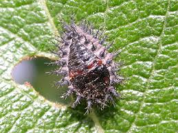 Attēlu rezultāti vaicājumam “Chilocorus renipustulatus”