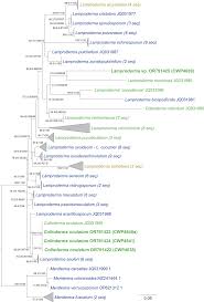 Attēlu rezultāti vaicājumam “Lamproderma pseudomaculatum spores”