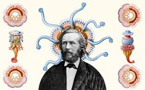 Image result for ernst haeckel