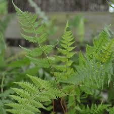 Attēlu rezultāti vaicājumam “Athyrium filix-femina”