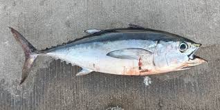 Image result for Thunnus atlanticus