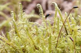 Attēlu rezultāti vaicājumam “Sanionia uncinata”