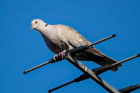 Attēlu rezultāti vaicājumam “Streptopelia decaocto adult”
