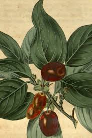 Attēlu rezultāti vaicājumam “Cornus mas fruit”