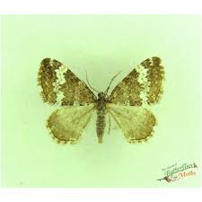 Attēlu rezultāti vaicājumam “Perizoma affinitata”