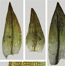 Attēlu rezultāti vaicājumam “Schistidium robustum sporophyte”