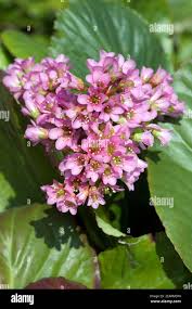 Image result for Bergenie