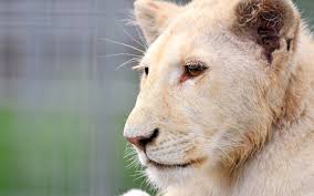 Tlcharger Fond d&#39;ecran lion, blanc, jeune lion, albinos Fonds d&#39; - 395190_lev_belyj_lvyonok_albinos_morda_profil_1680x1050_(www.GdeFon.ru)