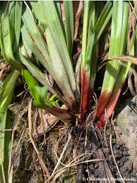 Attēlu rezultāti vaicājumam “Carex x bakkeriana”