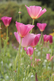 Attēlu rezultāti vaicājumam “Eschscholzia californica flower”