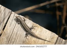 Attēlu rezultāti vaicājumam “Lacerta vivipara juvenile”