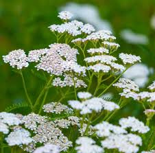 Image result for Achillea millefolium