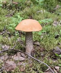 Attēlu rezultāti vaicājumam “Leccinum”