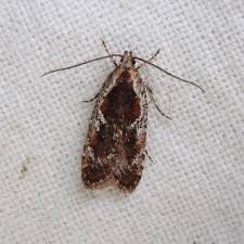 Attēlu rezultāti vaicājumam “Agonopterix hypericella”