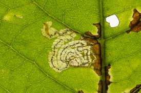 Attēlu rezultāti vaicājumam “Rabdophaga salicis”