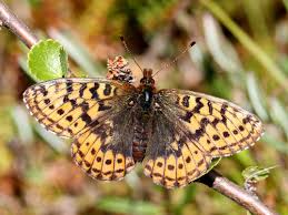 Attēlu rezultāti vaicājumam “Boloria eunomia underside”