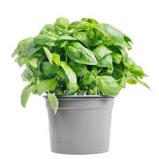 Image result for Basilikum