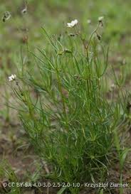 Attēlu rezultāti vaicājumam “Spergula arvensis”