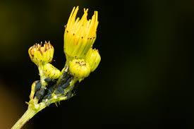 Attēlu rezultāti vaicājumam “Aphis jacobaeae”