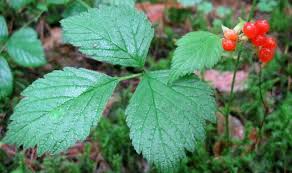 Attēlu rezultāti vaicājumam “Rubus saxatilis”