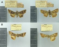 Attēlu rezultāti vaicājumam “Autographa gamma”