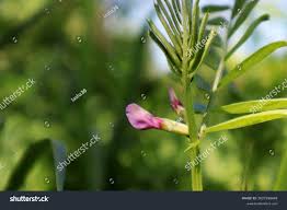 Attēlu rezultāti vaicājumam “Vicia sepium fruit”