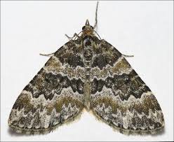 Attēlu rezultāti vaicājumam “Electrophaes corylata”