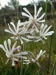 Attēlu rezultāti vaicājumam “Silene nutans flower”