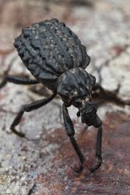 Image result for Brachycerus undatus